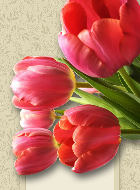 Fotó egy tulipánról